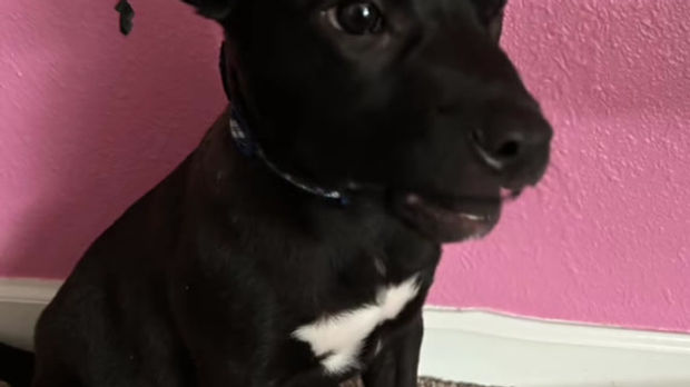 Kingston's Big Announcement